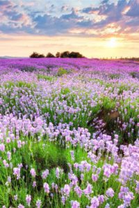 lavanda