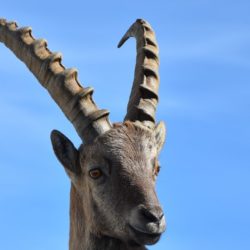 historia-de-capricornio