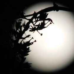 ciclos-lunares-y-fases-lunares